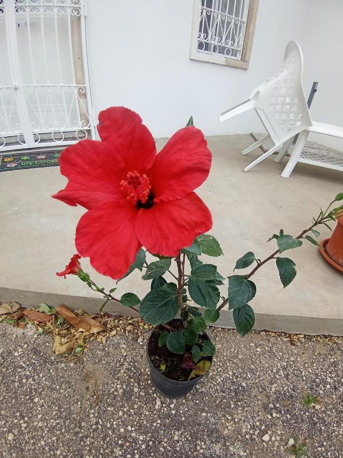 Hibiscus Siracusa Syracuse Esterno foto